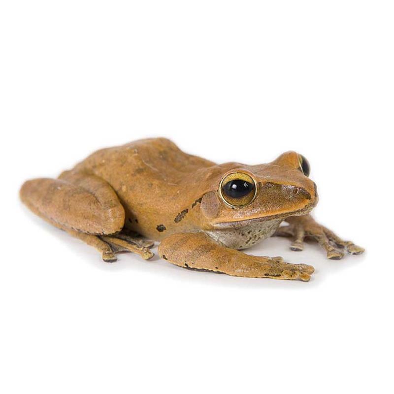 Polypedates leucomystax (Broasca galbena de copac) - imagine 4